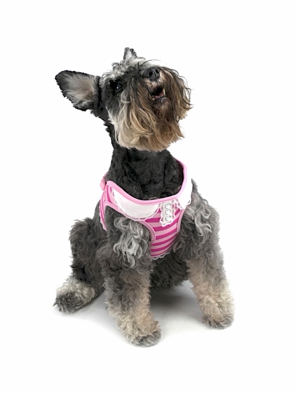 Vibrant Life Pink Stripe Dog Harness